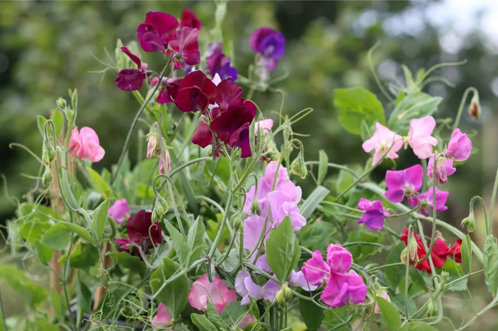 Autumn Sowing Flower Seeds for Planting – Easy to Grow Heirloom Non-GMO Organic Garden Seeds