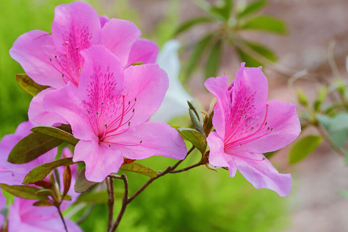 Pink Azalea Flower Seeds – Heirloom, Non-GMO, High Germination Organic Garden Seeds for Planting
