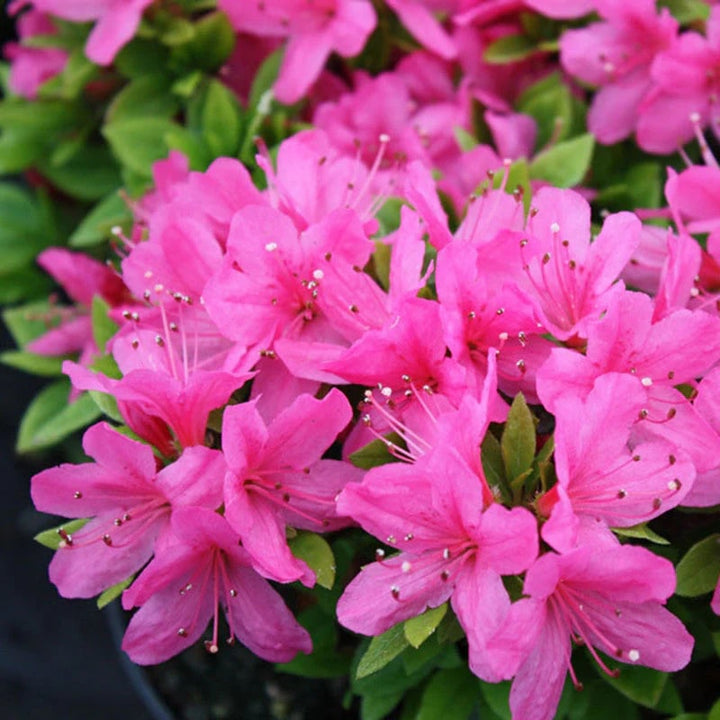 Pink Azaleas Flower Seeds for Planting – Heirloom Non-GMO, High Germination Organic Garden Seeds