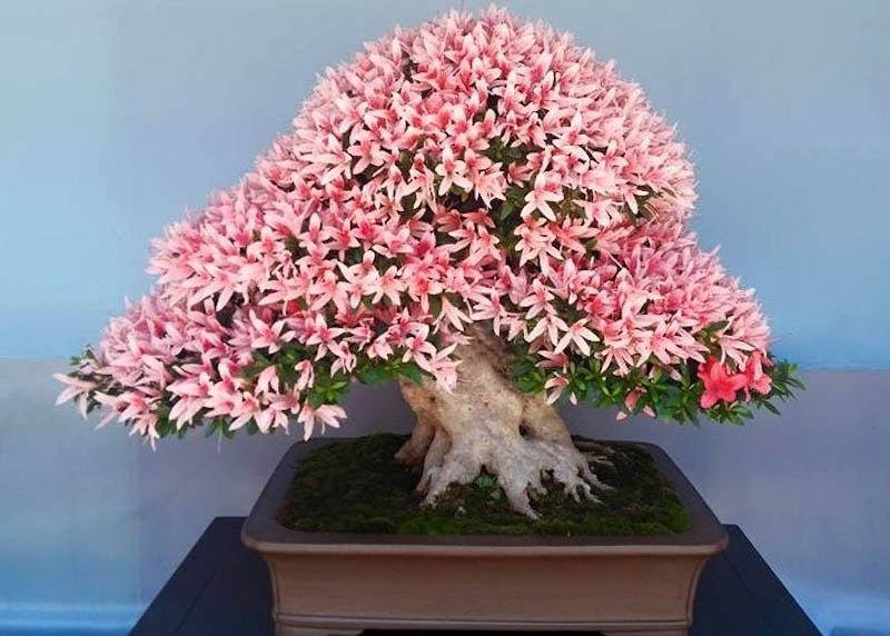 Orange Azalea Rhododendron Simsii Bonsai Flower Seeds for Planting – Heirloom Non-GMO