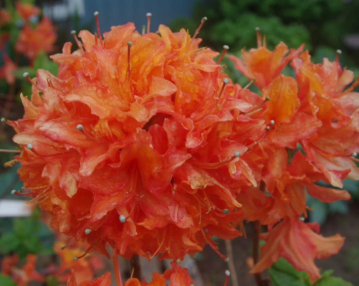 Light Orange Azalea Flower Seeds for Planting – Heirloom, Non-GMO, High Germination Organic Garden Seeds