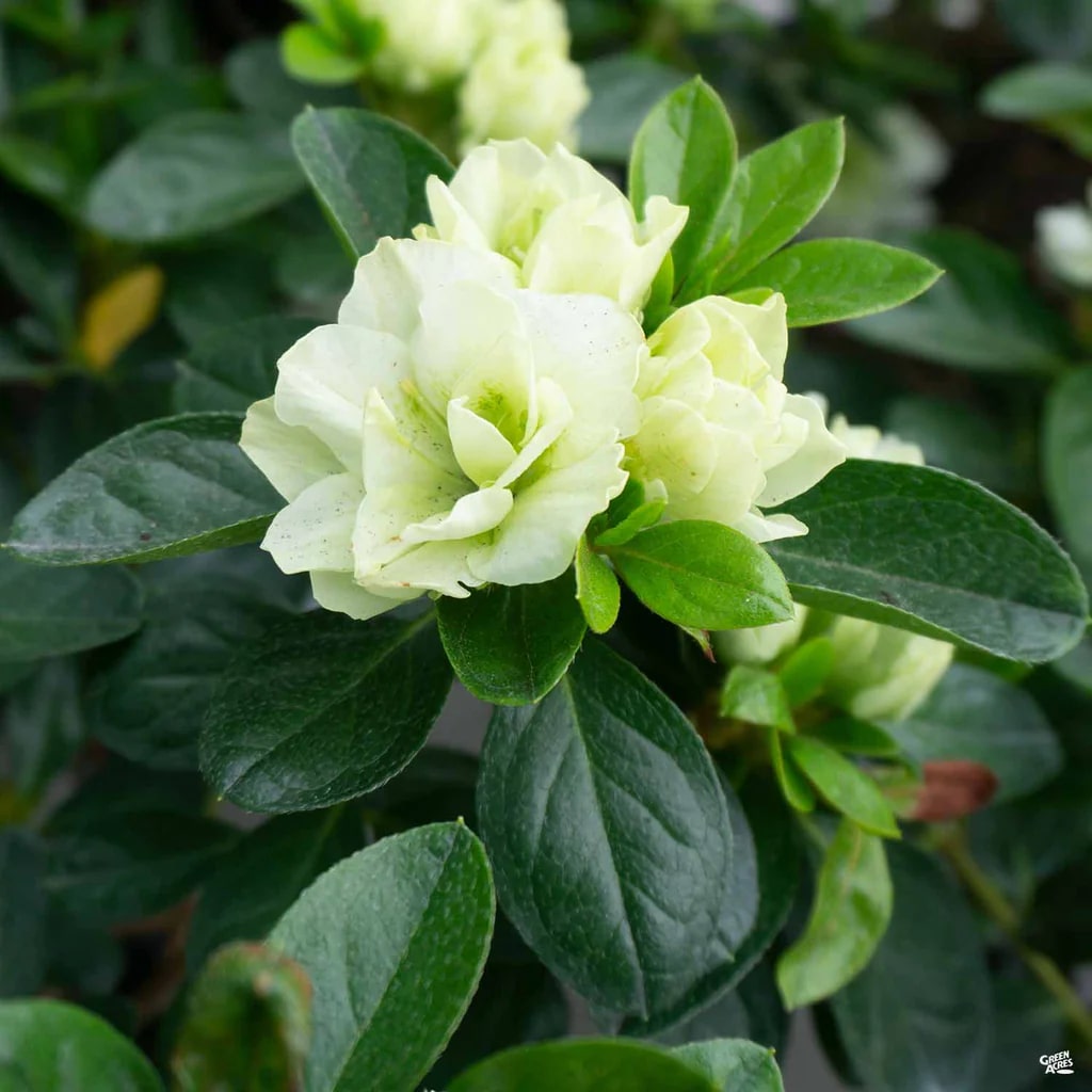 Green Azalea Flower Seeds for Planting – Heirloom, Non-GMO, High Germination Organic Garden Seeds