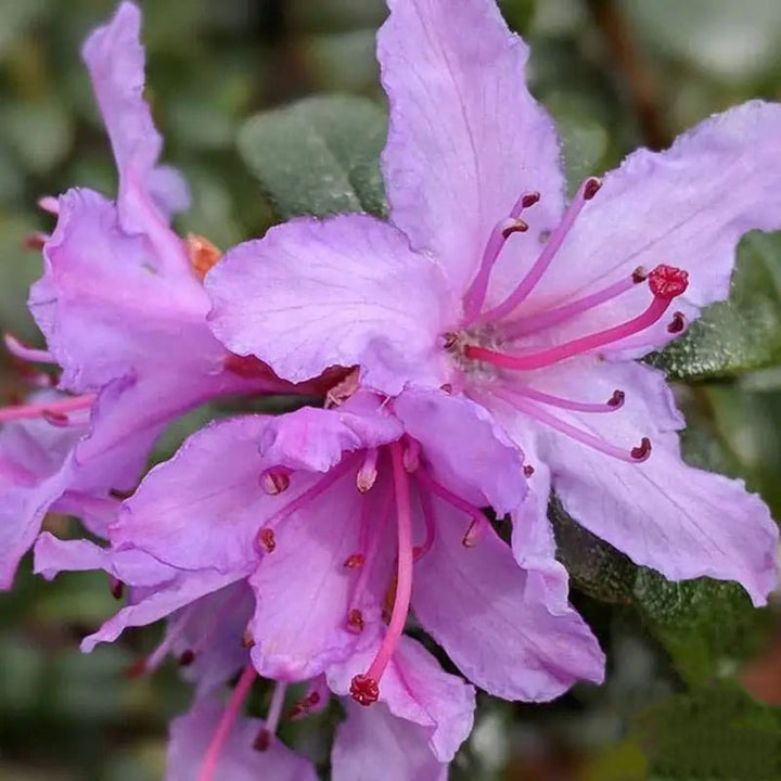 Purple White Azalea Flower Seeds for Planting – Heirloom Non-GMO High Germination Organic Garden Seeds