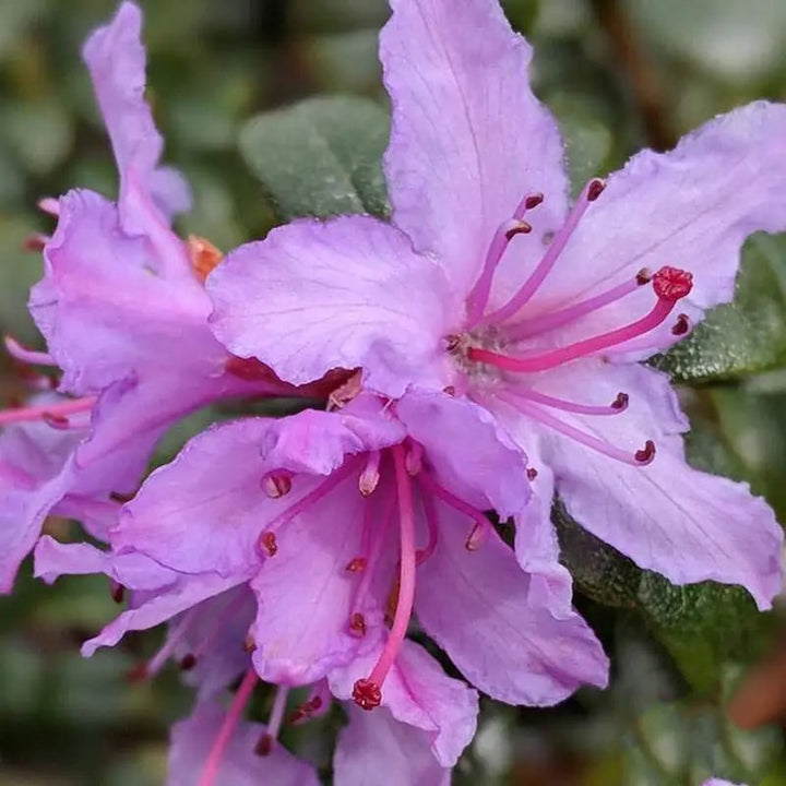 Purple Azalea Flower Seeds for Planting – Compact Growth, Heirloom & Non-GMO Organic Garden Seeds