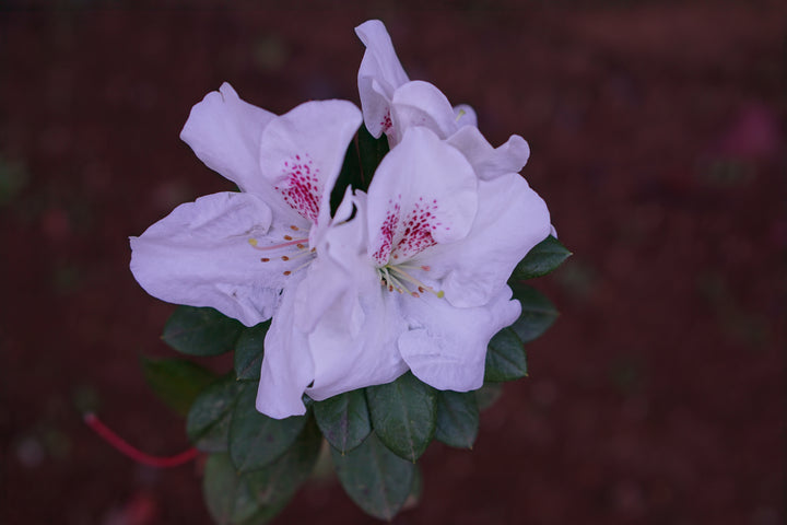 Violet White Azalea Flower Seeds for Planting – Cut Flower Favorite, Heirloom, Non-GMO, High Germination Organic Garden Seeds
