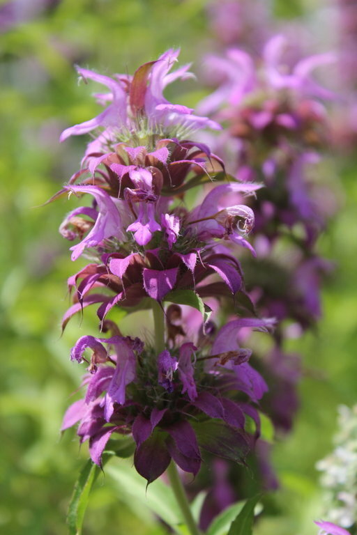 Lemon Bergamot Herb Seeds for Planting – Heirloom, Non-GMO, Organic Garden Seeds with High Germination