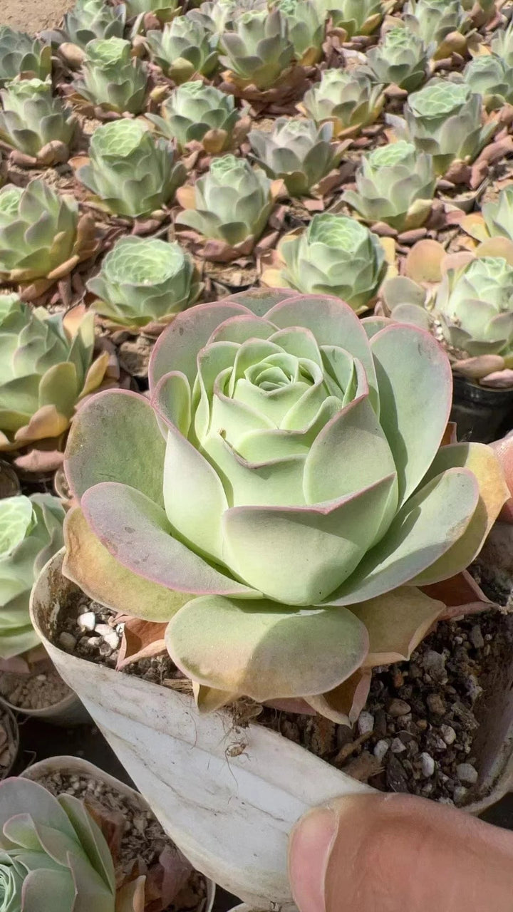 Pink Grey Greenovia Flower Seeds for Planting – Heirloom, Non-GMO, High Germination Garden Seeds