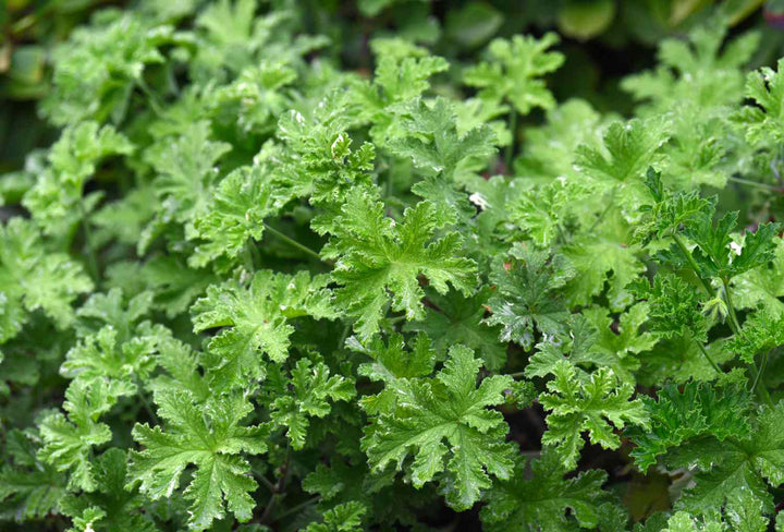 Army Green Univalve Geranium Flower Seeds for Planting – Garden Favorite, Heirloom & Non-GMO