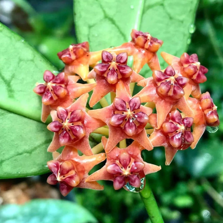 Orange Hoya Flower Seeds for Planting - Bright Blooms, Heirloom & GMO Free Seeds for Home Garden Non-GMO