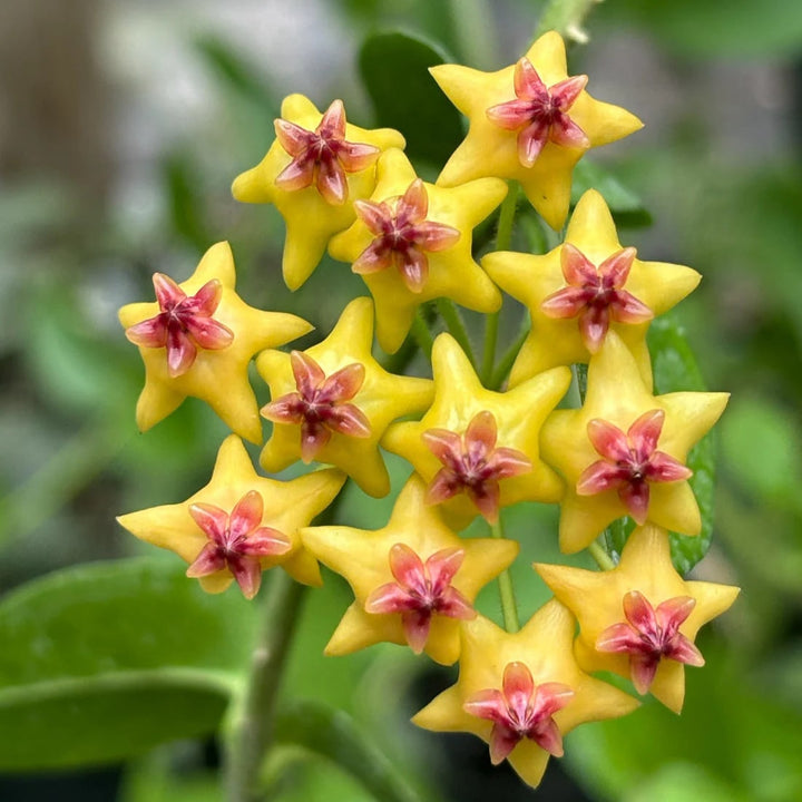 Dark Yellow Hoya Carnosa Flower Seeds for Planting – Vibrant Colors, Heirloom &amp; Non-GMO Organic Garden Seeds