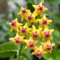 Hoya Carnosa Flower Seeds for Planting – Heirloom, Non-GMO, High Germination Organic Garden Seeds