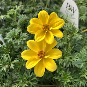 Flower Seeds, Seeds,Seeds For Planting,Plant Seeds