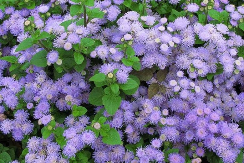 Floss Flower Seeds for Planting – Heirloom Non-GMO, High Germination Organic Garden Seeds