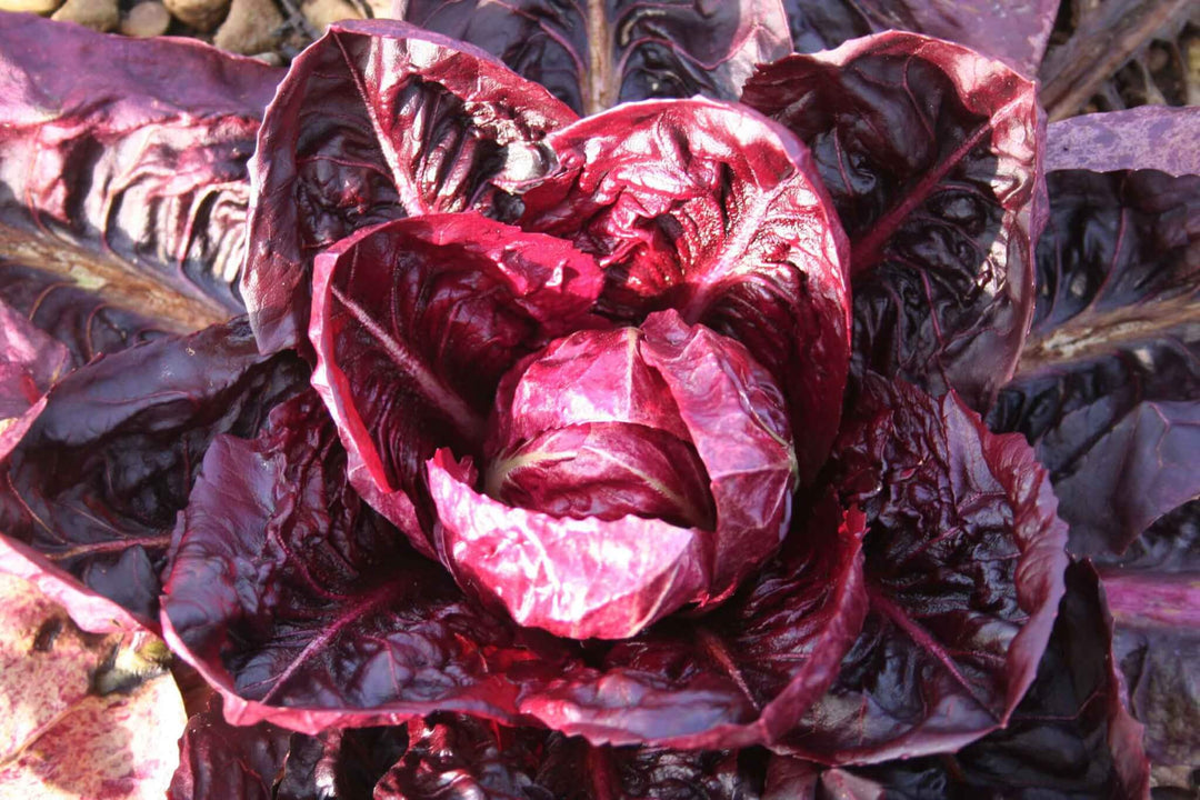 Red Radicchio Seeds for Planting – Heirloom & Non-GMO Vegetable Seeds for Gourmet Leafy Salads