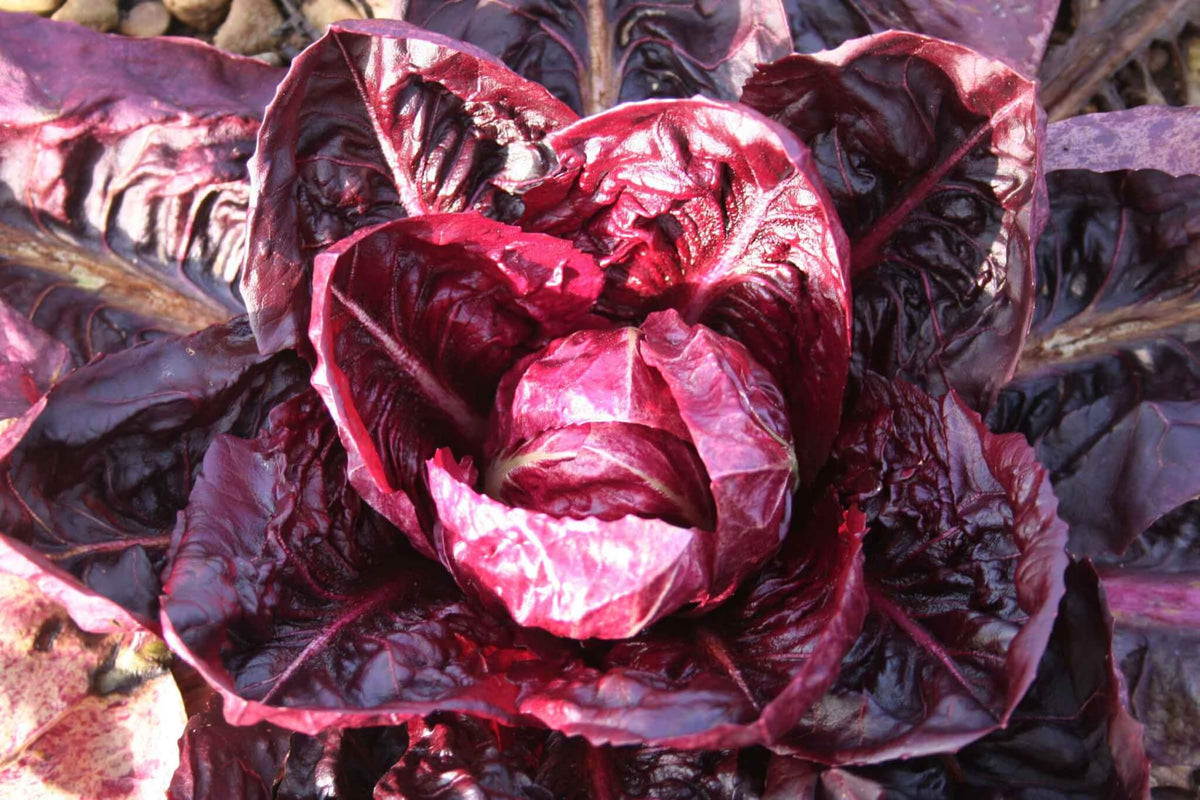Red Radicchio Seeds for Planting – Heirloom & Non-GMO Vegetable Seeds for Gourmet Leafy Salads