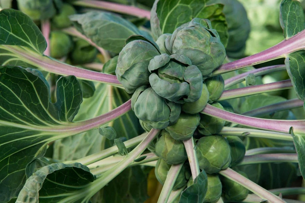 Brussels Sprouts Cabbage Seeds for Planting – Heirloom, Non-GMO, Nutritious Vegetable – High Germination