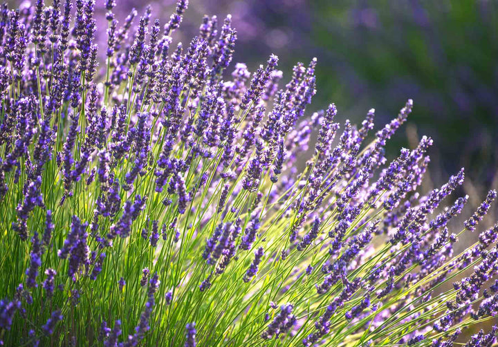 Heirloom Lavender Flower Seeds for Planting – Seasonal Bloomer, Non-GMO, Organic Garden Seeds