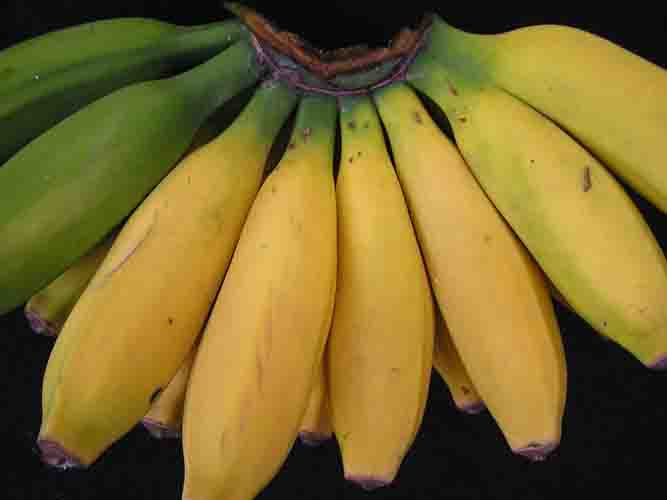 Pisang Awak Banana Fruit Seeds for Planting – Heirloom Non-GMO Dwarf Tall Fruiting Tree Seeds with High Germination
