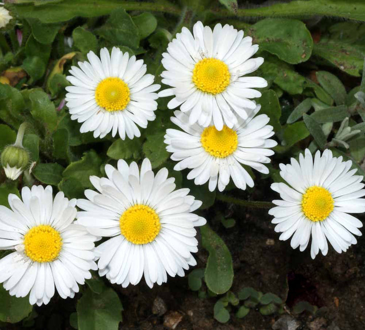 White Bellis Perennis Flower Seeds for Planting – Heirloom Non-GMO, High Germination Organic Garden Seeds