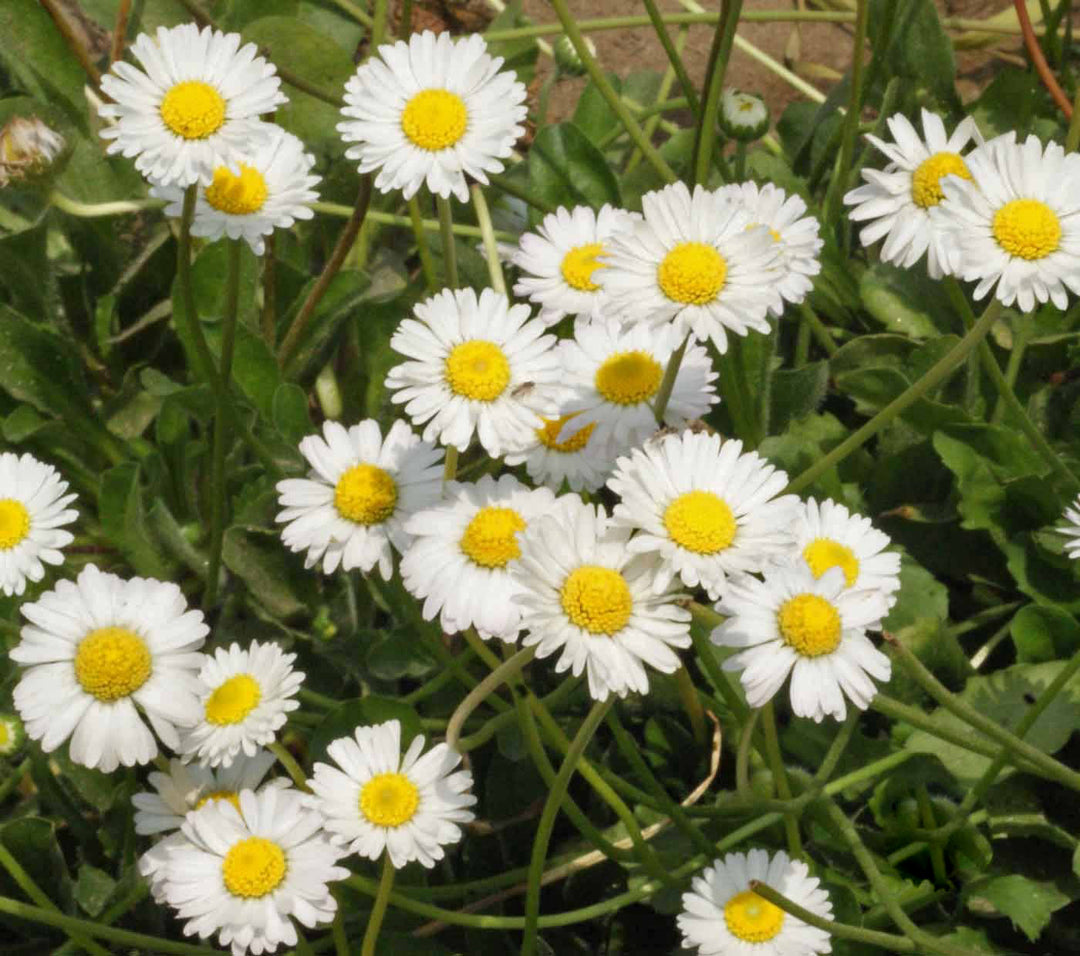 White Bellis Perennis Flower Seeds for Planting – Heirloom Non-GMO, High Germination Organic Garden Seeds