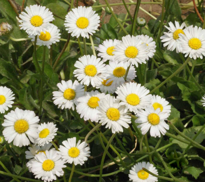 White Bellis Perennis Flower Seeds for Planting – Heirloom Non-GMO, High Germination Organic Garden Seeds