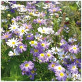 Mixed Brachyscome Flower Seeds for Planting – Drought Tolerant, Heirloom, Non-GMO, High Germination Organic Garden Seeds