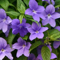Violet Browallia Flower Seeds for Planting – Heirloom, Non-GMO, High Germination Organic Garden Seeds