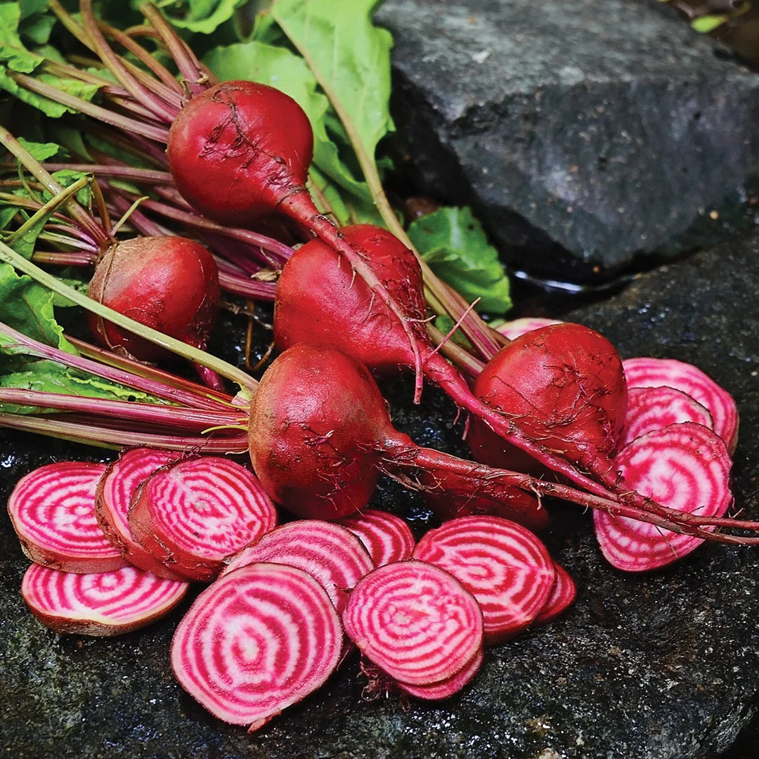 Red Chioggia Beet Seeds for Planting – Heirloom Non-GMO Sweet Striped Root Vegetable Seeds with High Germination