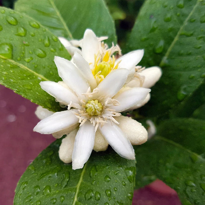 Buddha's Hand Flower Seeds for Planting – Heirloom Non-GMO, High Germination Organic Garden Seeds
