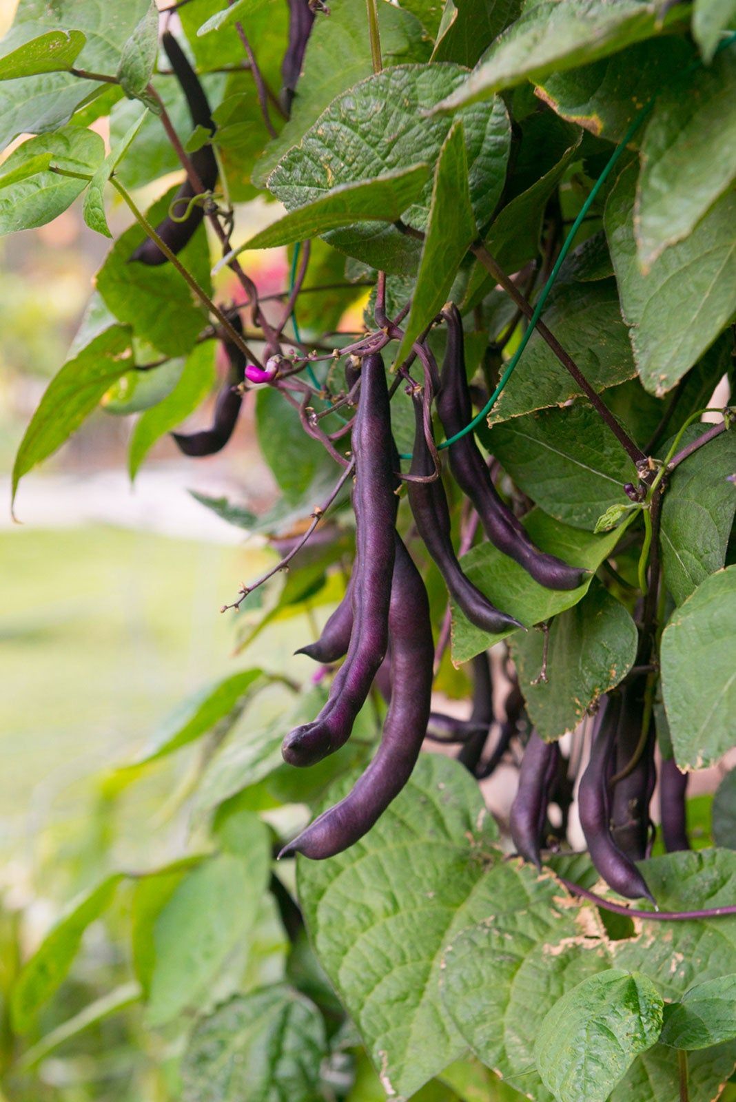 Purple Bush Bean Seeds for Planting – Heirloom Non-GMO Colorful Vegetable Seeds with High Germination for Organic Gardens