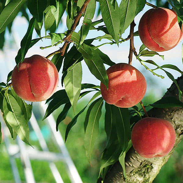 Babcock Peach Fruit Seeds for Planting – Heirloom, Non-GMO, Sweet Yellow-Red Orchard Tree Seeds