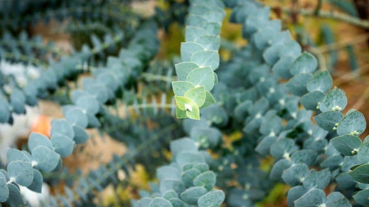 Blue Eucalyptus Herb Seeds for Planting – Heirloom, Non-GMO Easy-Care Seeds for Fragrant Gardens