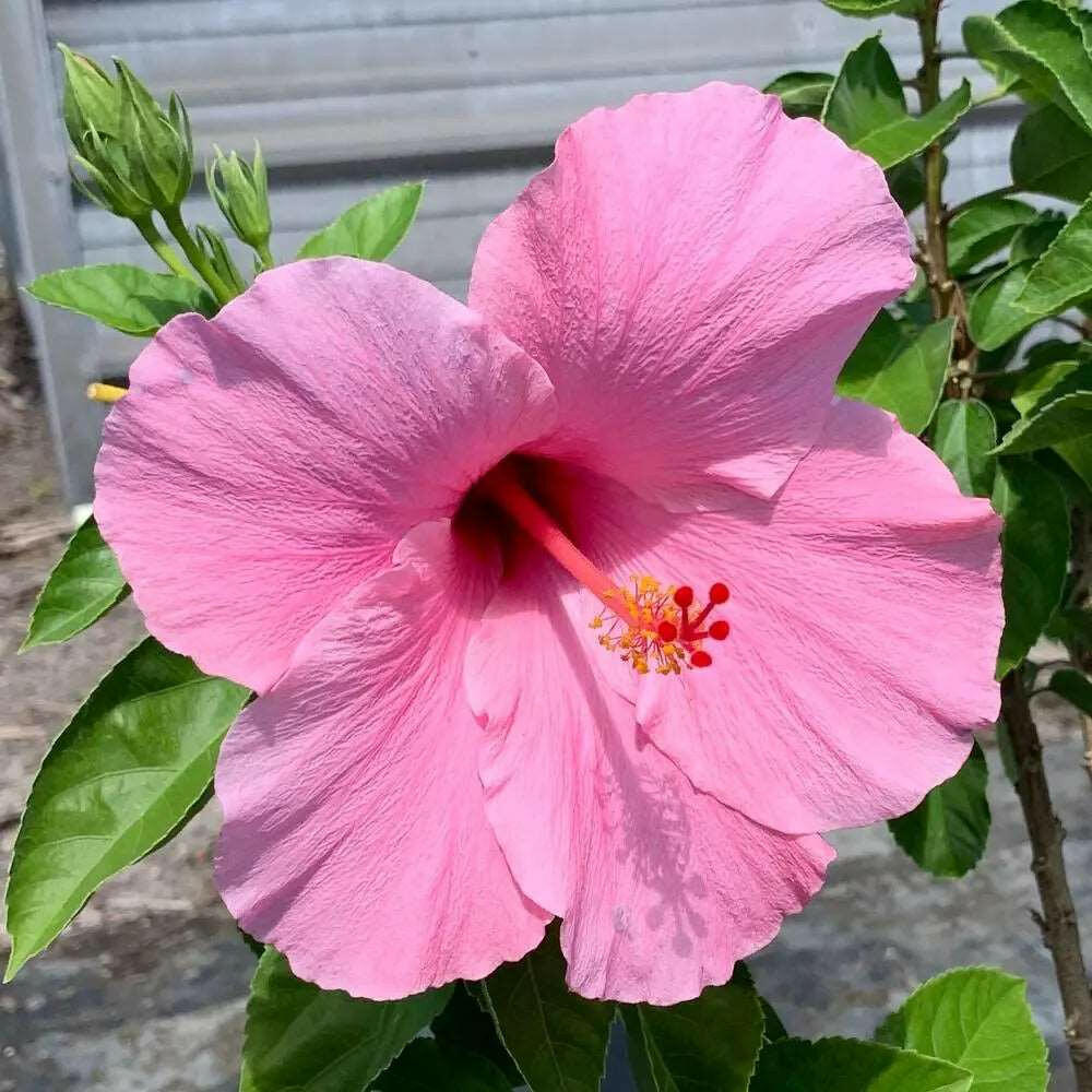 Pink Hibiscus Flower Seeds for Planting – Heirloom, Non-GMO, High Germination Cottage Garden Essential