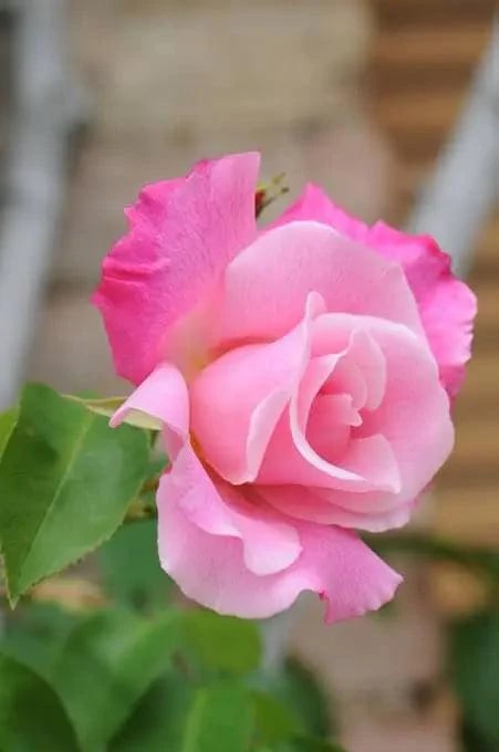 Light Pink Rose Flower Seeds for Planting – Perfect for Borders, Heirloom, Non-GMO, High Germination Organic Garden Seeds