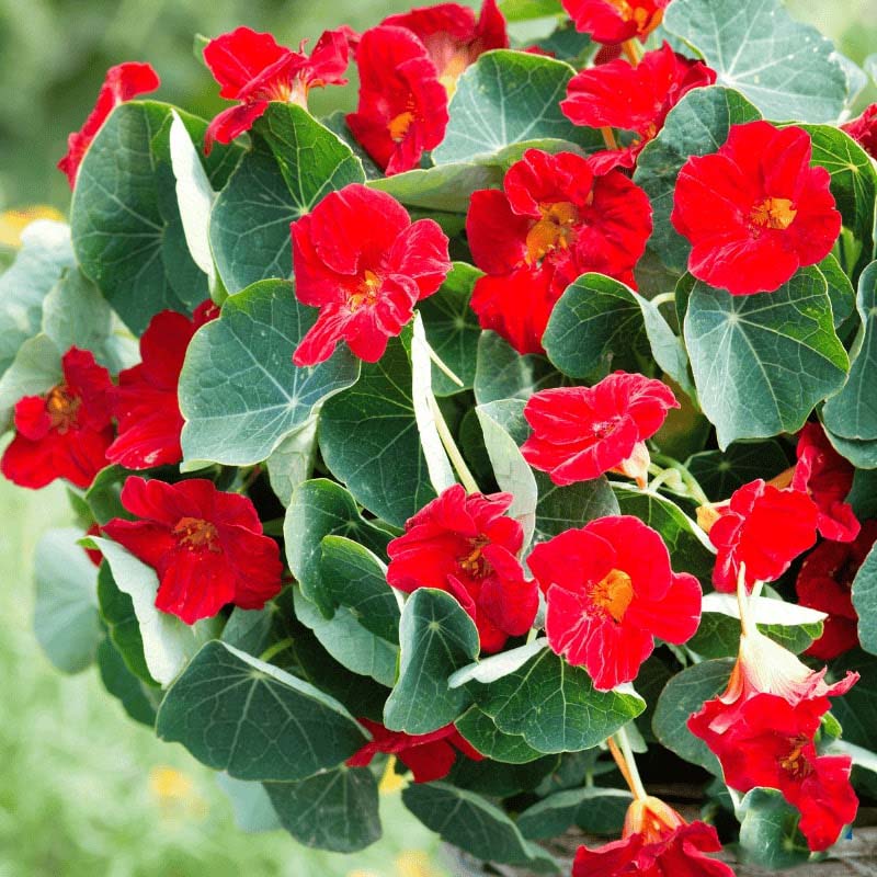Dark Red Nasturtium Flower Seeds for Planting – Heirloom, Non-GMO, Pollinator Friendly, High Germination
