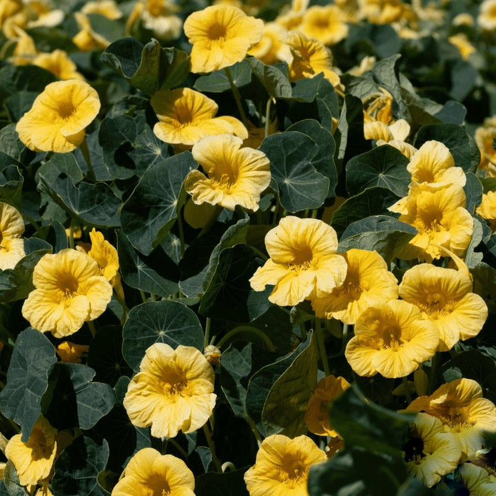 Light Yellow Nasturtium Flower Seeds for Planting – Heirloom Non-GMO, High Germination Organic Garden Seeds