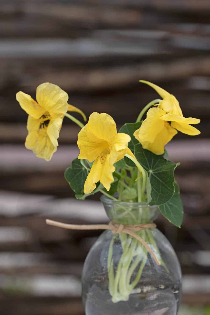 Light Yellow Nasturtium Flower Seeds for Planting – Heirloom Non-GMO, High Germination Organic Garden Seeds