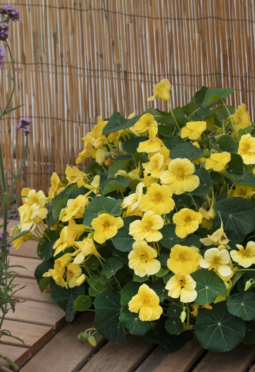 Green Yellow Nasturtium Flower Seeds for Planting – Cottage Garden Essential, Heirloom, Non-GMO