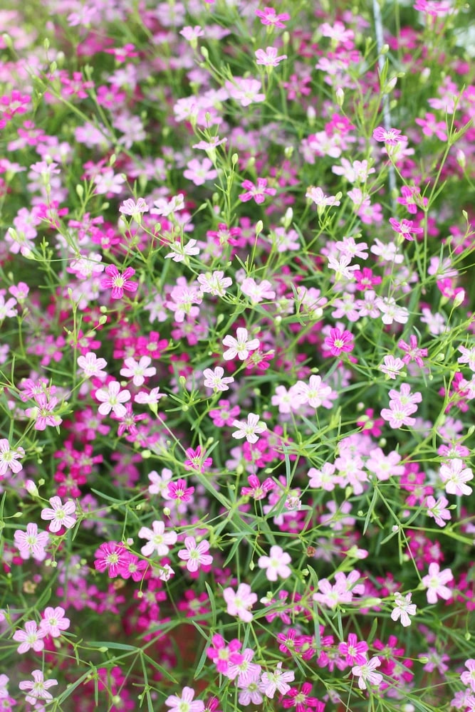 Mixed Color Gypsophila Flower Seeds for Planting – Heirloom, Non-GMO, Seasonal Bloomer, High Germination
