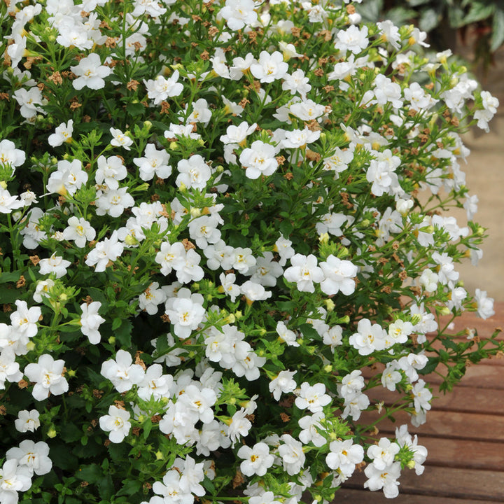 Mixed Bacopa Utopia Flower Seeds for Planting – Colorful Ground Cover, Easy to Grow