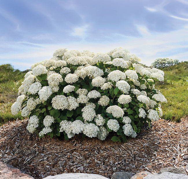 Heirloom Hydrangea Flower Seeds for Planting – Low Maintenance, Heirlo –  Earthechoseeds