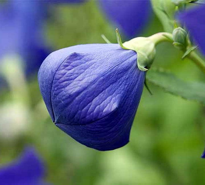 Balloon Flower Seeds for Planting – Heirloom Non-GMO Seeds for Home Garden, High Germination