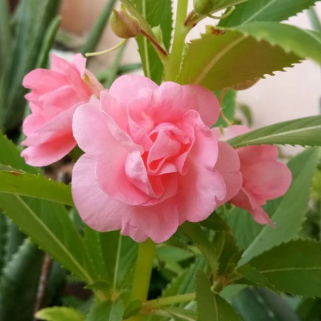 Peach Balsam Camellia Flower Seeds - Heirloom, Non-GMO, High Germination Seeds for Planting Home Garden