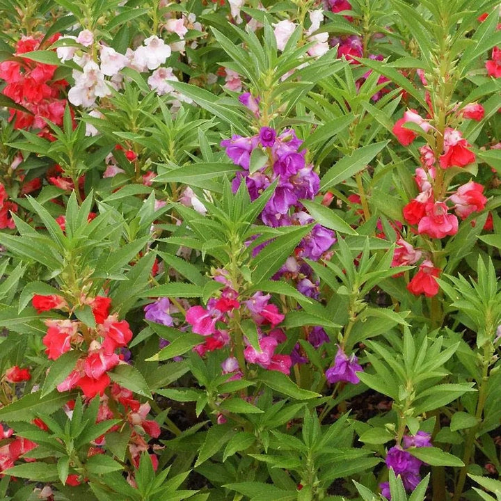 Impatiens Balsamina Flower Seeds for Planting – Heirloom, Non-GMO, High Germination Cut Flower Seeds