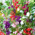 Mixed Balsam Flower Seeds for Planting – Heirloom, Non-GMO, High Germination Organic Garden Seeds