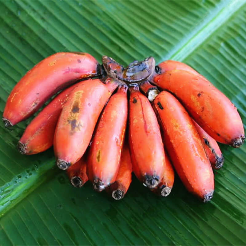 Maroon Red Banana Fruit Seeds – Heirloom, Non-GMO Seeds for Rare Tropical Fruit Planting