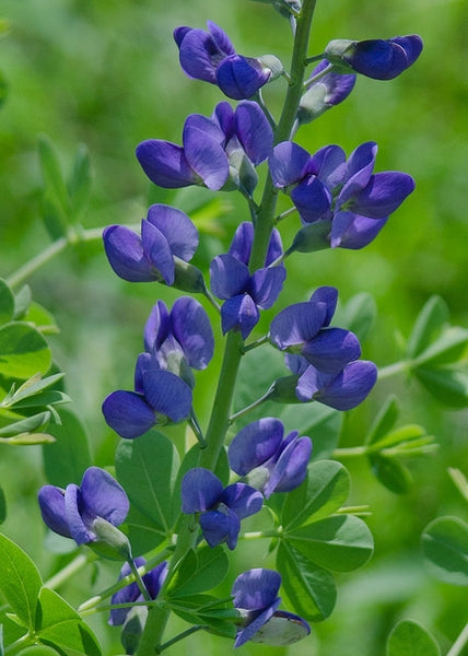 Blue False Indigo Flower Seeds for Planting – Heirloom Non-GMO, High Germination Organic Garden Seeds