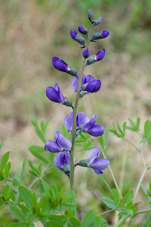 Blue False Indigo Flower Seeds for Planting – Heirloom Non-GMO, High Germination Organic Garden Seeds