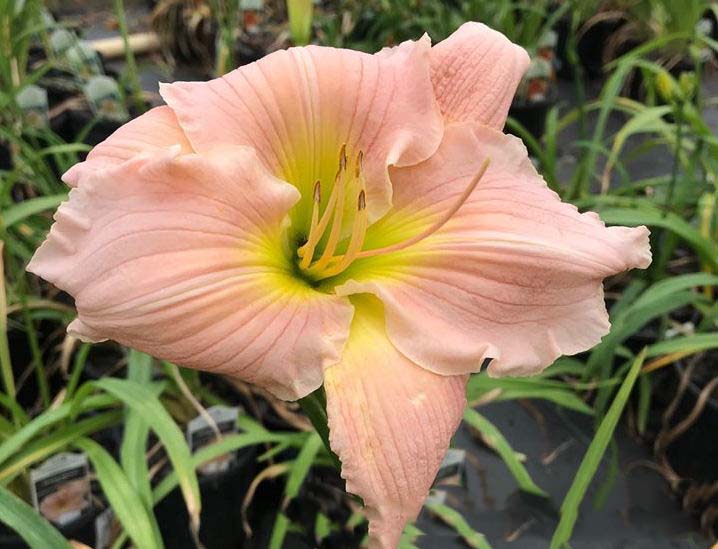 Cream Hemerocallis Flower Seeds for Planting – Heirloom, Non-GMO, Cut Flower Favorite, High Germination