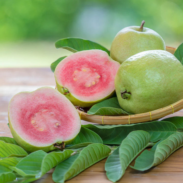 Ruby Supreme Guava Fruit Seeds for Planting – Heirloom, Non-GMO Sweet Tropical Garden Tree Seeds